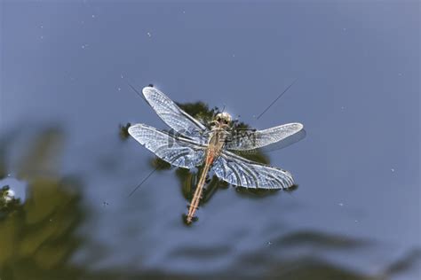 蜻蜓死在家裡|蜻蜓